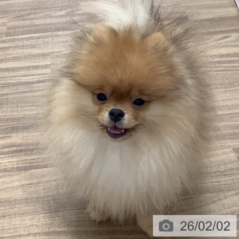 ポメラニアンの写真