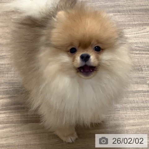 ポメラニアンの写真