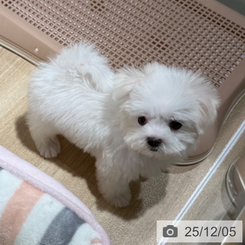 兵庫県のマルチーズ (ペットプラス 神戸三宮店/2025年9月27日生まれ/女の子/ホワイト)の子犬の4枚目の画像
