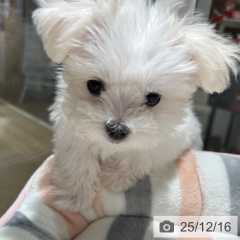 兵庫県のマルチーズ (ペットプラス 神戸三宮店/2025年9月27日生まれ/女の子/ホワイト)の子犬の3枚目の画像