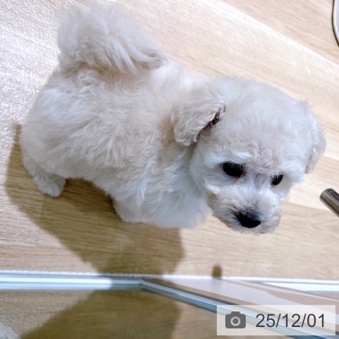 トイ・プードルの写真