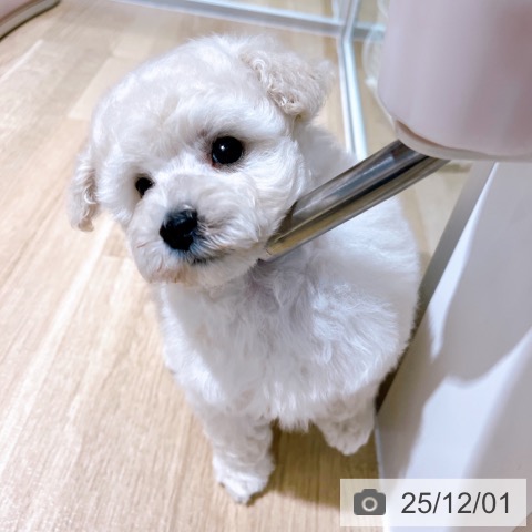 トイ・プードルの写真