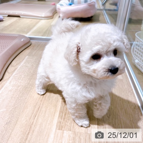 トイ・プードルの写真