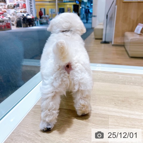 トイ・プードルの写真