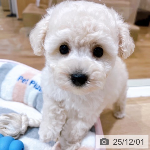 トイ・プードルの写真