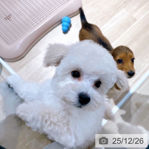 大阪府のトイプードル(トイ) (ペットプラス イオン大日店/2025年10月1日生まれ/男の子/ホワイト)の子犬の4枚目の画像