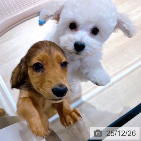 大阪府のトイプードル(トイ) (ペットプラス イオン大日店/2025年10月1日生まれ/男の子/ホワイト)の子犬の3枚目の画像