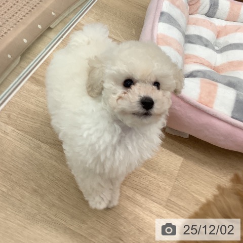 トイ・プードルの写真