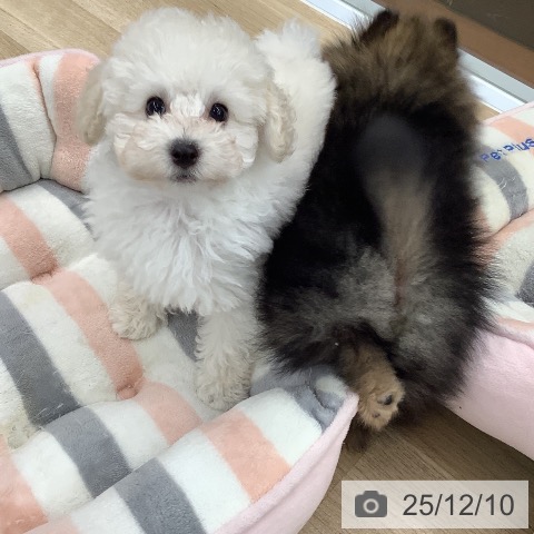 大阪府のトイプードル(トイ) (ペットプラス りんくう泉南店/2025年10月1日生まれ/男の子/ホワイト)の子犬の3枚目の画像
