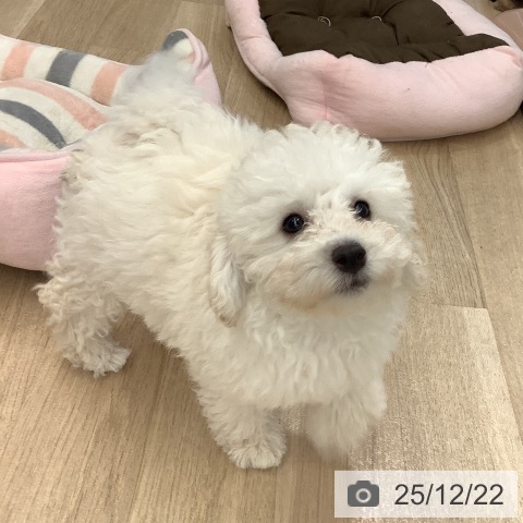 大阪府のトイプードル(トイ) (ペットプラス りんくう泉南店/2025年10月1日生まれ/男の子/ホワイト)の子犬の3枚目の画像