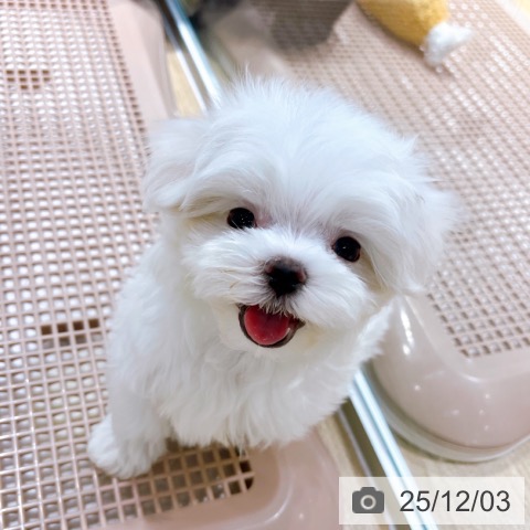 マルチーズの写真