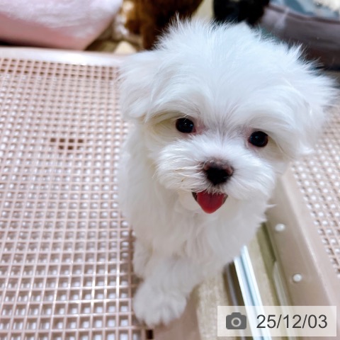 マルチーズの写真