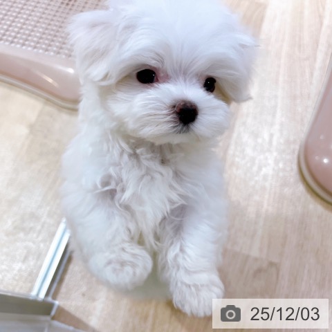 マルチーズの写真