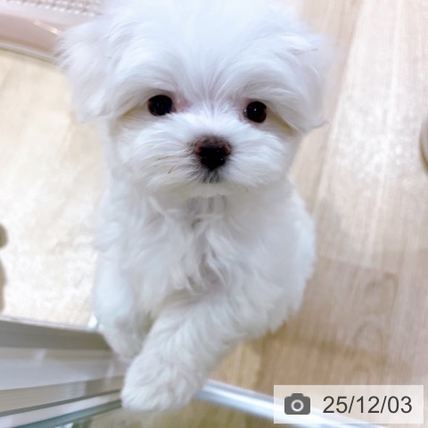 マルチーズの写真