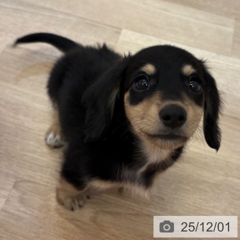 ミニチュア・ダックスフンドの写真