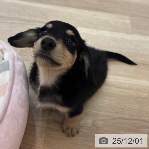 ミニチュア・ダックスフンドの写真