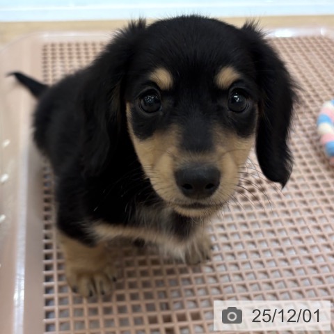 ミニチュア・ダックスフンドの写真