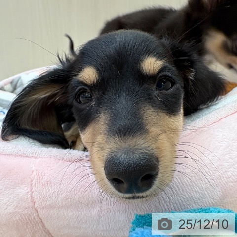 大阪府のミニチュアダックスフンド(ロング) (ペットプラス 大阪ドームシティ店/2025年9月29日生まれ/男の子/ブラックイエロー)の子犬の4枚目の画像