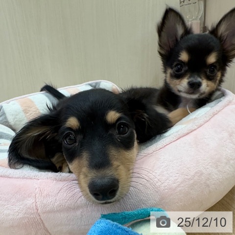 大阪府のミニチュアダックスフンド(ロング) (ペットプラス 大阪ドームシティ店/2025年9月29日生まれ/男の子/ブラックイエロー)の子犬の3枚目の画像