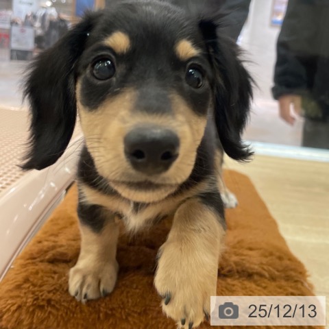 大阪府のミニチュアダックスフンド(ロング) (ペットプラス 大阪ドームシティ店/2025年9月29日生まれ/男の子/ブラックイエロー)の子犬の4枚目の画像