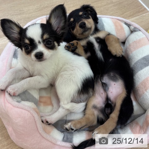 大阪府のミニチュアダックスフンド(ロング) (ペットプラス 大阪ドームシティ店/2025年9月29日生まれ/男の子/ブラックイエロー)の子犬の3枚目の画像