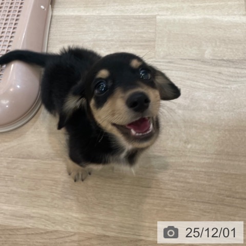 ミニチュア・ダックスフンドの写真