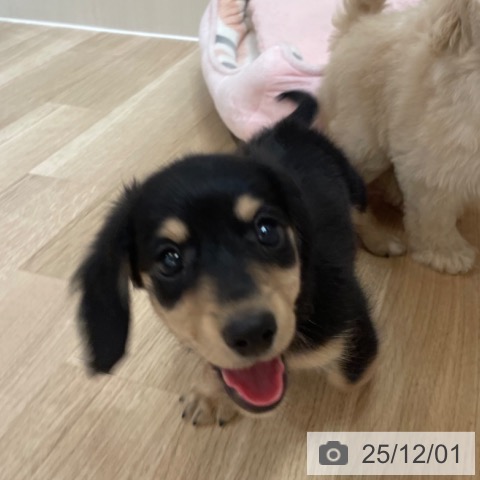 ミニチュア・ダックスフンドの写真