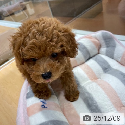 トイ・プードルの写真