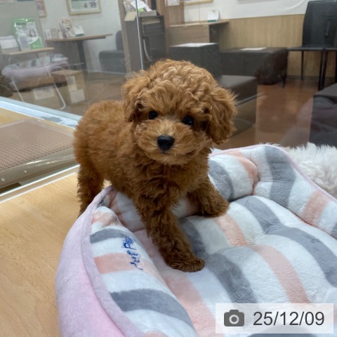 トイ・プードルの写真