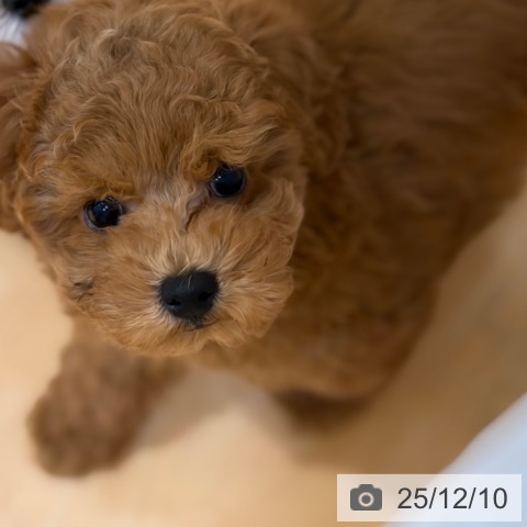 トイ・プードルの写真