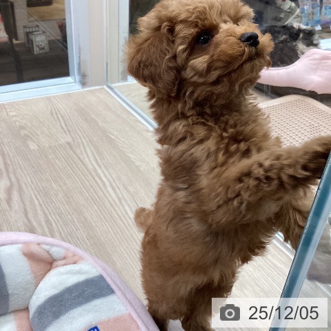 大阪府のトイプードル(トイ) (ペットプラス ららぽーと和泉店/2025年9月30日生まれ/男の子/レッドフォーン)の子犬の4枚目の画像