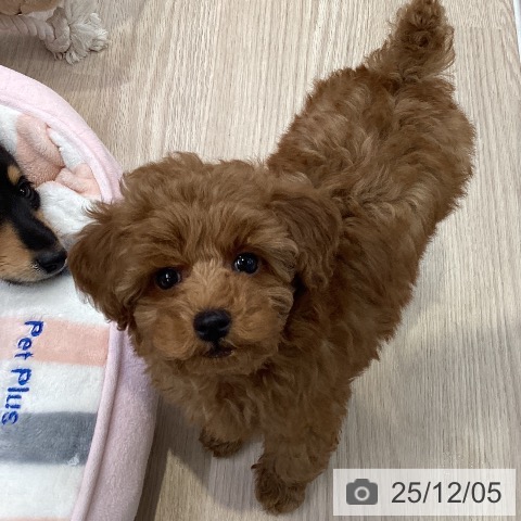 大阪府のトイプードル(トイ) (ペットプラス ららぽーと和泉店/2025年9月30日生まれ/男の子/レッドフォーン)の子犬の3枚目の画像