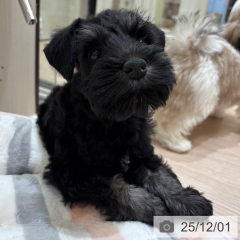 ミニチュア・シュナウザーの写真