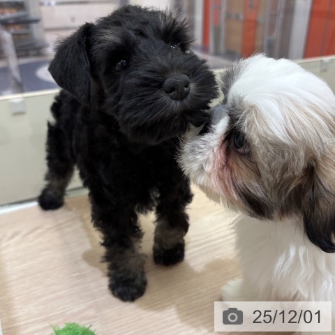 ミニチュア・シュナウザーの写真