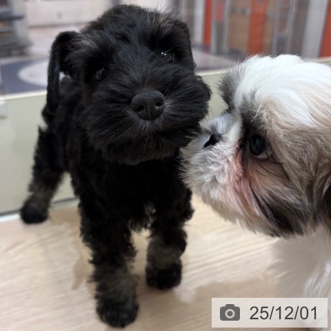 ミニチュア・シュナウザーの写真