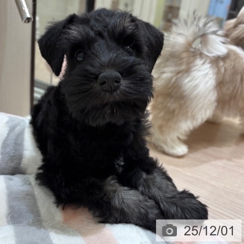 ミニチュア・シュナウザーの写真