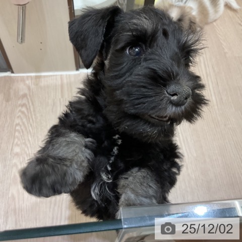 ミニチュア・シュナウザーの写真