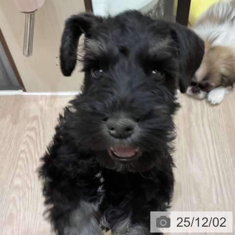 ミニチュア・シュナウザーの写真