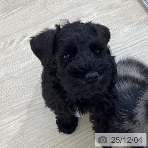 ミニチュア・シュナウザーの写真