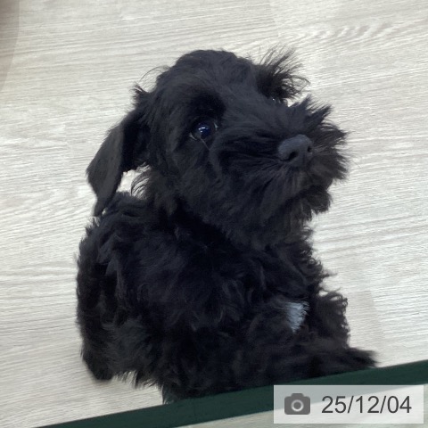 ミニチュア・シュナウザーの写真