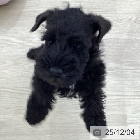 ミニチュア・シュナウザーの写真