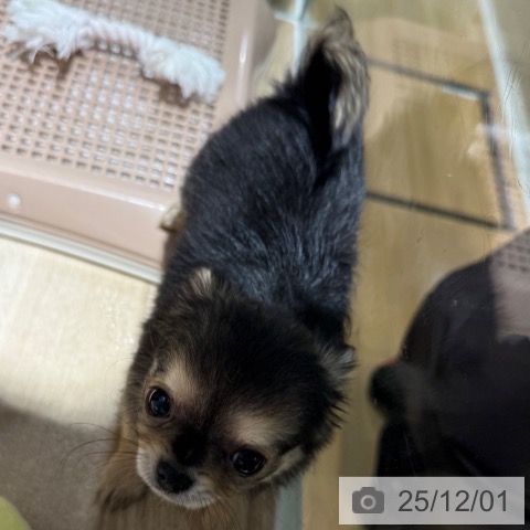 兵庫県のチワワ(ロング) (ペットプラス 神戸三宮店/2025年9月30日生まれ/女の子/セーブル)の子犬の4枚目の画像