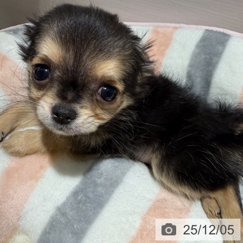 兵庫県のチワワ(ロング) (ペットプラス 神戸三宮店/2025年9月30日生まれ/女の子/セーブル)の子犬の3枚目の画像