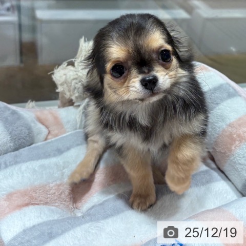 兵庫県のチワワ(ロング) (ペットプラス 神戸三宮店/2025年9月30日生まれ/女の子/セーブル)の子犬の3枚目の画像