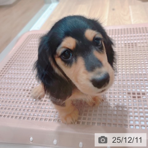 大阪府のミニチュアダックスフンド(ロング) (ペットプラス イオン大日店/2025年10月1日生まれ/男の子/ブラックタン)の子犬の3枚目の画像