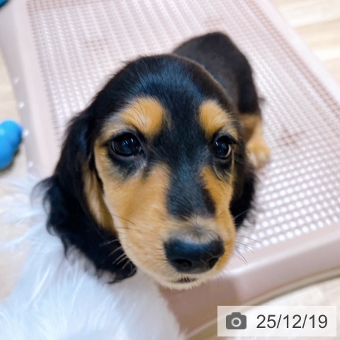 大阪府のミニチュアダックスフンド(ロング) (ペットプラス イオン大日店/2025年10月1日生まれ/男の子/ブラックタン)の子犬の3枚目の画像