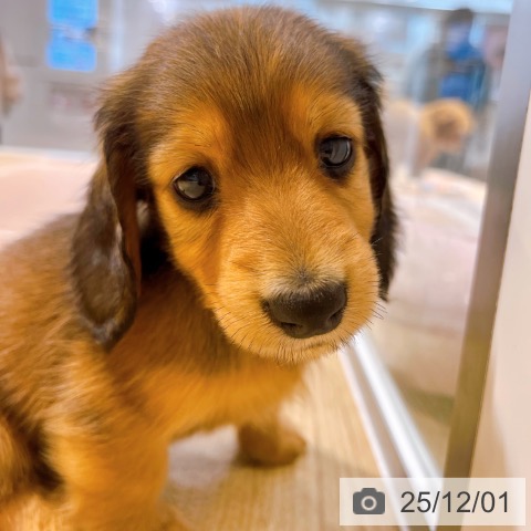 ミニチュア・ダックスフンドの写真