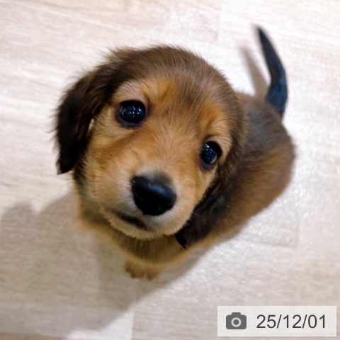 ミニチュア・ダックスフンドの写真