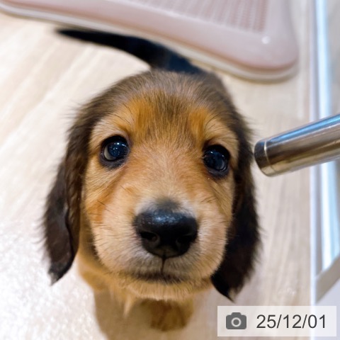 ミニチュア・ダックスフンドの写真