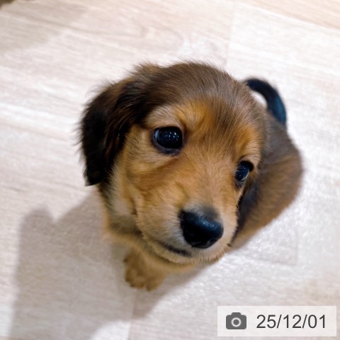 ミニチュア・ダックスフンドの写真